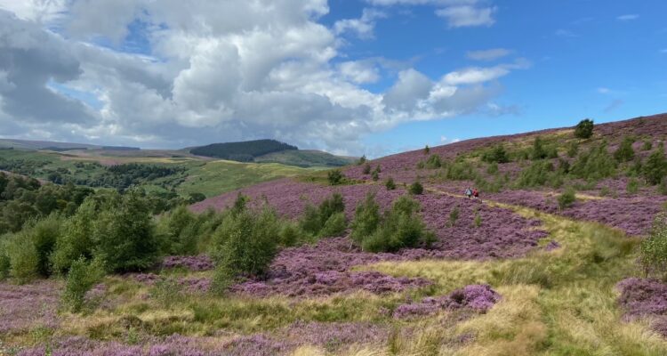 the cheviots